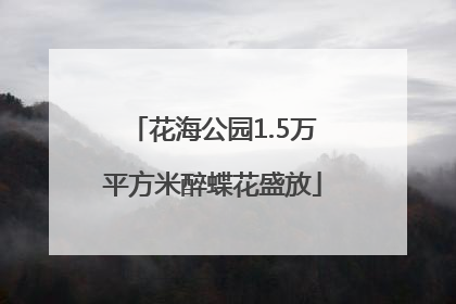 花海公园1.5万平方米醉蝶花盛放
