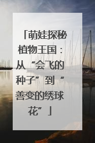 萌娃探秘植物王国：从“会飞的种子”到“善变的绣球花”