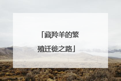 藏羚羊的繁殖迁徙之路