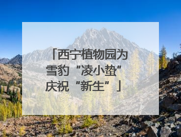 西宁植物园为雪豹“凌小蛰”庆祝“新生”