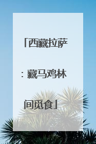 西藏拉萨：藏马鸡林间觅食