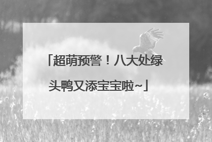 超萌预警！八大处绿头鸭又添宝宝啦~