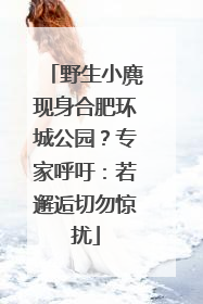 野生小麂现身合肥环城公园？专家呼吁：若邂逅切勿惊扰