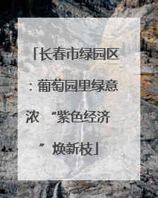 长春市绿园区：葡萄园里绿意浓 “紫色经济”焕新枝