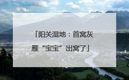 阳关湿地：首窝灰雁“宝宝”出窝了