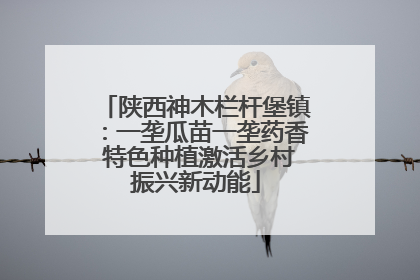 陕西神木栏杆堡镇：一垄瓜苗一垄药香 特色种植激活乡村振兴新动能