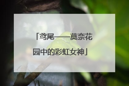 鸢尾——莫奈花园中的彩虹女神
