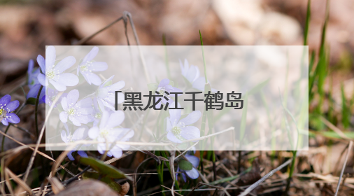 黑龙江千鹤岛首次发现自然界罕见白鸬鹚