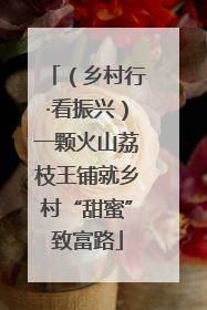 （乡村行·看振兴）一颗火山荔枝王铺就乡村“甜蜜”致富路