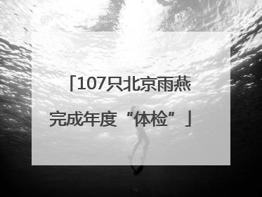 107只北京雨燕完成年度“体检”