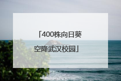 400株向日葵空降武汉校园