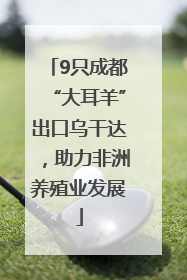 9只成都“大耳羊”出口乌干达，助力非洲养殖业发展